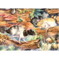 Print - Little Rats